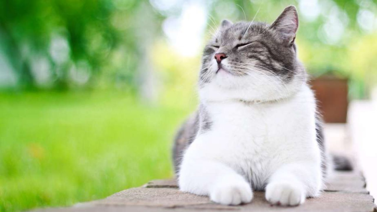 penyakit kucing