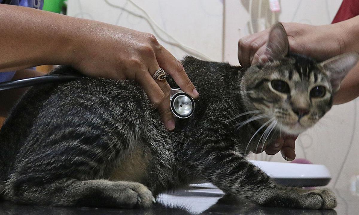steril kucing